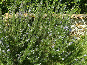 Salvia rosmarinus